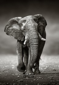 11320934 elephant-approach-from-the-front-johan-swanepoel