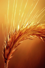 11347070 wheat-close-up-johan-swanepoel