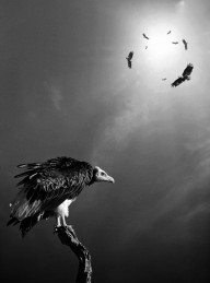 11347233 conceptual-vultures-awaiting-johan-swanepoel
