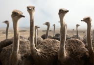 11347617 ostrich-heads-johan-swanepoel