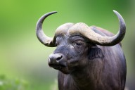11347795 1-african-buffalo-portrait-johan-swanepoel