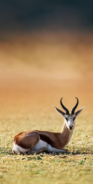 11348241 springbok-resting-on-green-desert-grass-johan-swanepoel