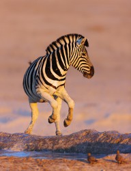 11388312 zebras-jump-from-waterhole-johan-swanepoel