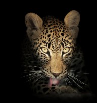 11388702 leopard-in-the-dark-johan-swanepoel
