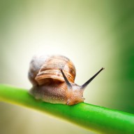 11389091 1-snail-on-green-stem-johan-swanepoel