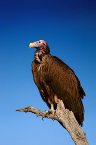 11390167 lappetfaced-vulture-against-blue-sky-johan-swanepoel