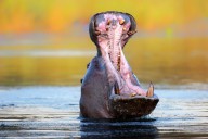 11390241 hippopotamus-displaying-aggressive-behavior-johan-swanepoel