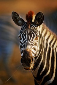 12029626 zebra-close-up-portrait-johan-swanepoel
