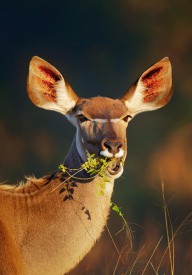 12068531 kudu-portrait-eating-green-leaves-johan-swanepoel