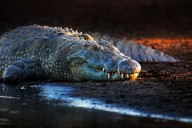12213297 nile-crocodile-on-riverbank-1-johan-swanepoel