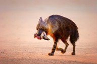 12323479 brown-hyena-with-bat-eared-fox-in-jaws-johan-swanepoel