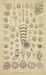175875------Foraminifera 1-60_Mungo Ponton
