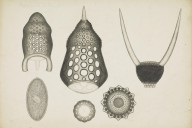 175890------Botanical Drawings, Seed Pods[4]Pollen_Mungo Ponton
