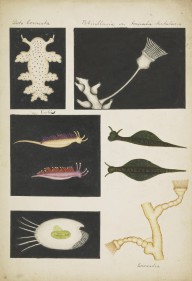 175894------Biological Drawings, Sea Slugs[4]Hydroids[4]Marine Plants_Mungo Ponton