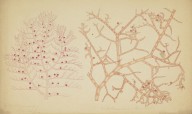 175911------Biological Drawings, Soft Corals_Mungo Ponton