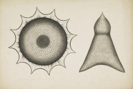175916------Biological Drawings, Assorted Radiolarians_Mungo Ponton