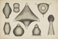175918------Biological Drawings, Assorted Radiolarians_Mungo Ponton