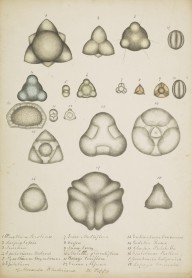 175939------Biological Drawings, Assorted Seeds and Pollen Grains_Mungo Ponton