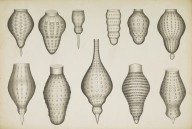 175940------Biological Drawings, Assorted Radiolarians_Mungo Ponton