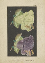 175956------Botanical Drawings, Two Flowers_Mungo Ponton
