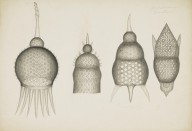175966------Biological Drawings, Assorted Rhophalo[1]_Mungo Ponton