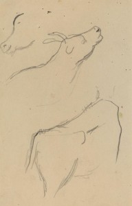 Studies of a Cow [verso]-ZYGR74220