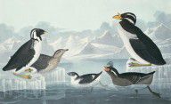 1591443-John James Audubon