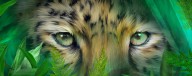 15518532 wild-eyes-amur-leopard-carol-cavalaris