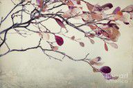 5553412_Pink_Blueberry_Leaves