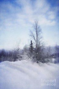 5717558_A_Tree_In_The_Cold