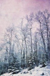2591822_Winter_Forest