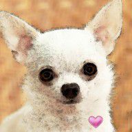 5534970_Chihuahua_Dog_Art_-_Big_Heart