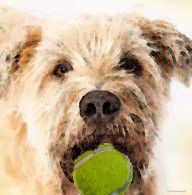 5542412_Wheaten_Terrier_-_Let's_Play