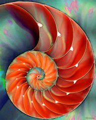 5656319_Nautilus_Shell_-_Nature's_Perfection
