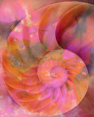 10230751_Colorful_Nautilus_Shell_By_Sharon_Cummings