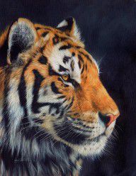 6639517_Tiger_Profile
