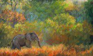 10159560_African_Elephant