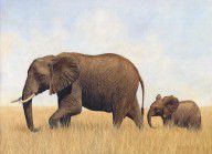 10376608_African_Elephants