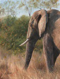 10450991_African_Elephant