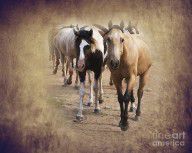 5160384_American_Quarter_Horse_Herd