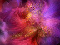15687408_Orchid_Moods
