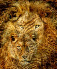 15376925_Moods_Of_Africa_-_Lions_2