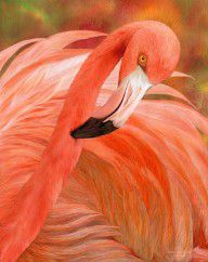 14409098_Flamingo_-_Spirit_Of_Balance
