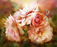 11357525_Miracle_Of_A_Rose_-_Peach