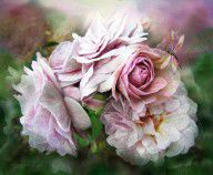 11355021_Miracle_Of_A_Rose_-_Mauve