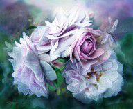 11338681_Miracle_Of_A_Rose_-_Lavender