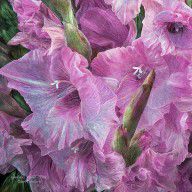 11125241_Gladiolus_Moods_-_Pink_Lilac