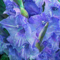 11125091_Gladiolus_Moods_-_Lavender_Blue