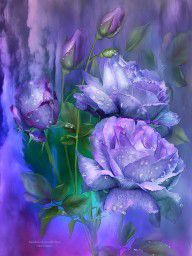 7752956_Raindrops_On_Lavender_Roses