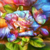 16147957_Rainbow_Rose_And_Butterflies
